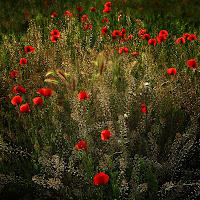 Natura tra ordine e caos di 