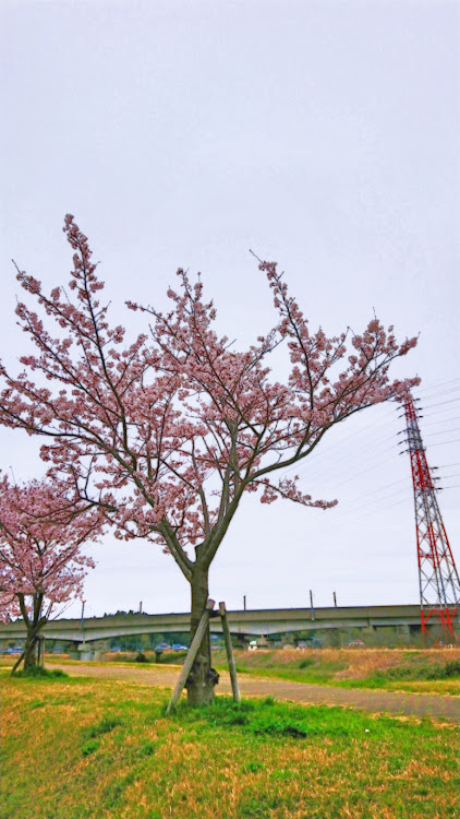 ロードスターの桜とコラボ・根木名川・小御門神社・桜に関するカスタム事例の投稿画像2枚目