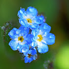 Early Forget-me-not