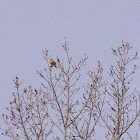 Western Meadowlark