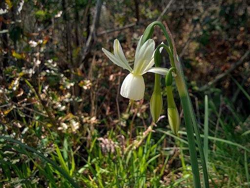 Narcissus triandrus