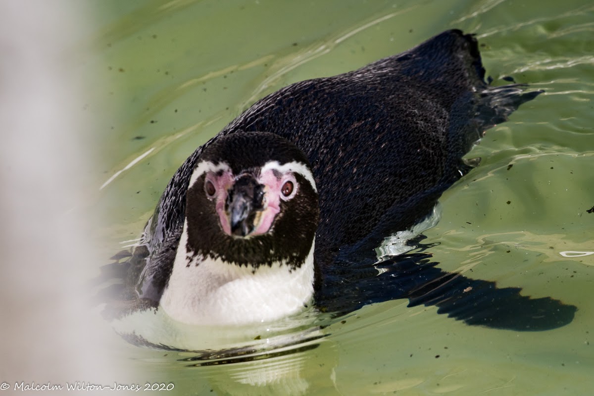 Humboldt's Penguin