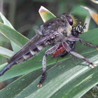 Robber Fly