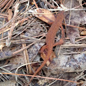 Red-spotted Newt/Red Eft