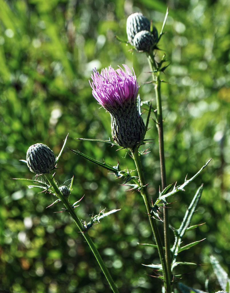 Swamp Thistle