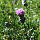 Swamp Thistle