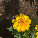 Marigold