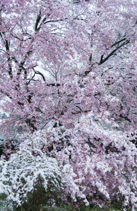 「目指せ!マボロシの桜！最終回」のメインビジュアル