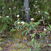 Rhododendron groenlandicum