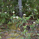 Rhododendron groenlandicum