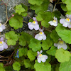 Ivy-leaved Toadflax(Κυμβαλαρία)