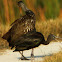 Limpkin and Glossy Ibis