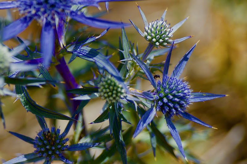 il fiore e la formica di Ltz/rivadestra