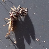 Unknown Jumping Spider and Cricket