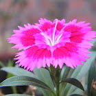 Dianthus