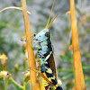 Canyon Grasshopper