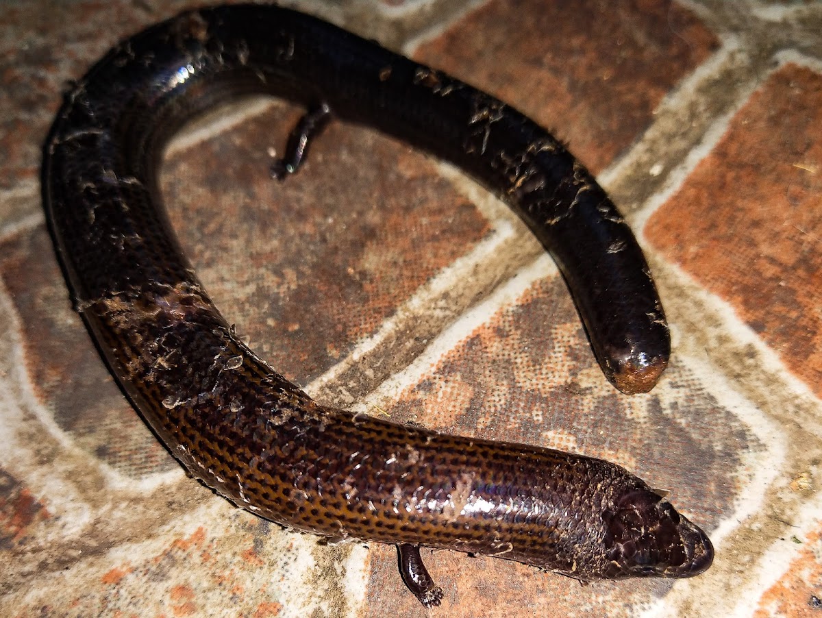 Three-toed skink