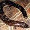 Three-toed skink