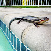 Common Five-lined Skink