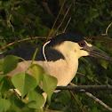 Black-crowned night heron