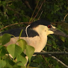 Black-crowned night heron