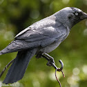 Jackdaw