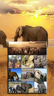 Elephant Wallpaper - Gudelplay Apps - náhled