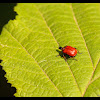 Hazel Leaf-roller