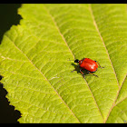 Hazel Leaf-roller