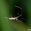 Tetragnatha sp.