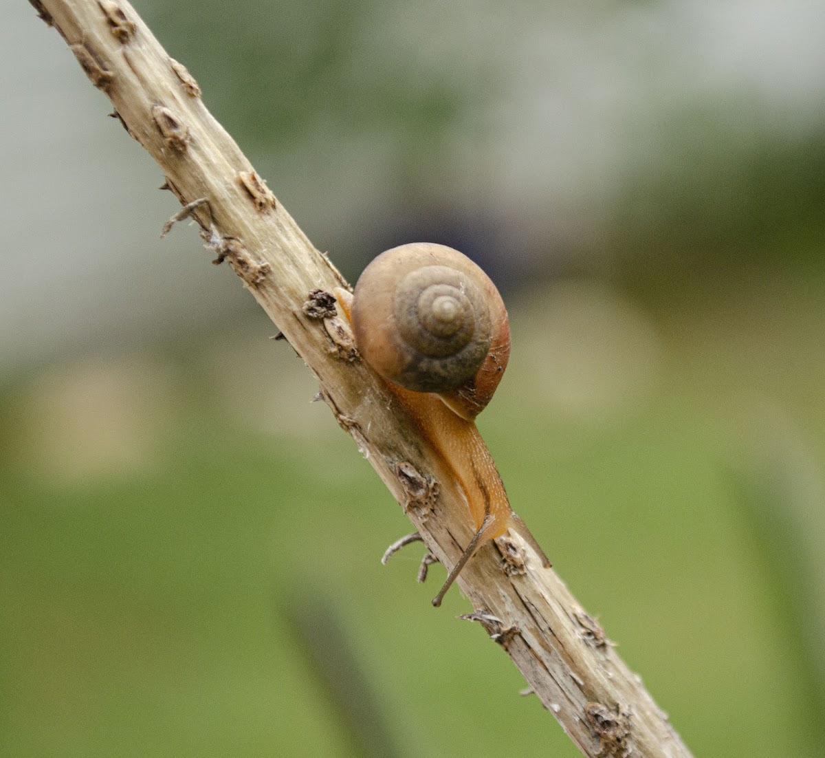 Garden Snail