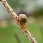 Garden Snail