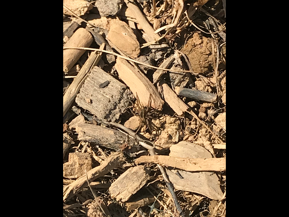 Barn Funnel Weaver