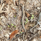 Eastern Hog Nosed Snake