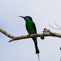 Blue-throated Bee-eater