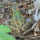 Southern leopard frog