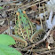 Southern leopard frog