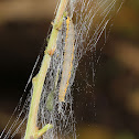 Heliotrope Moth (larvae)