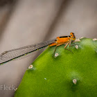 Forktail