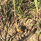 Blanchard's Cricket Frog