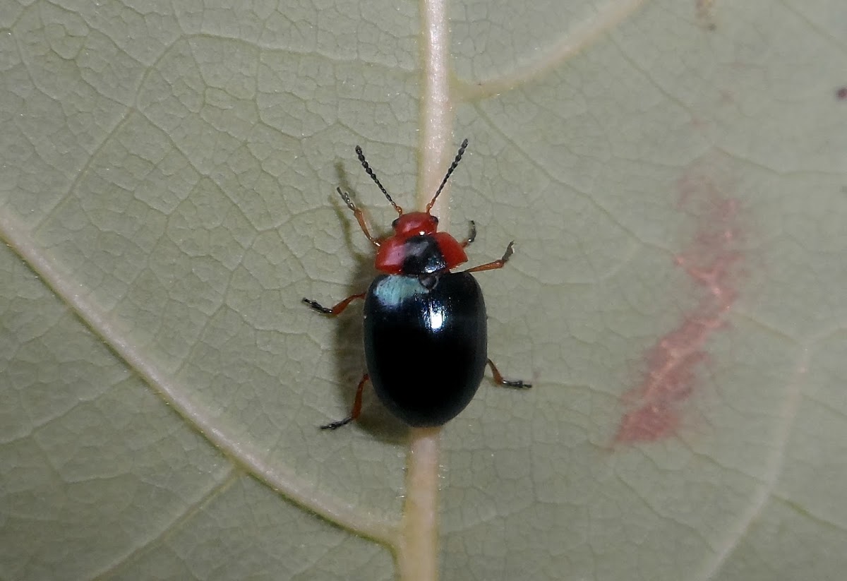 Watercress beetle