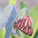 Common Silverline Butterfly