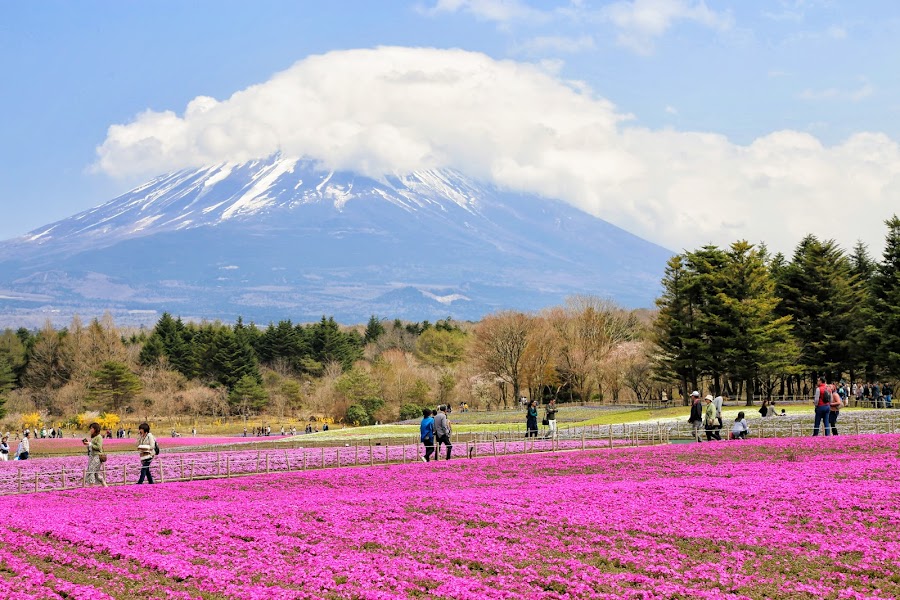 Fuji Shibazakura Festival