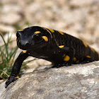 Fire salamander