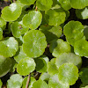 Marsh Water-pennywort