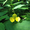 Pale Jewelweed