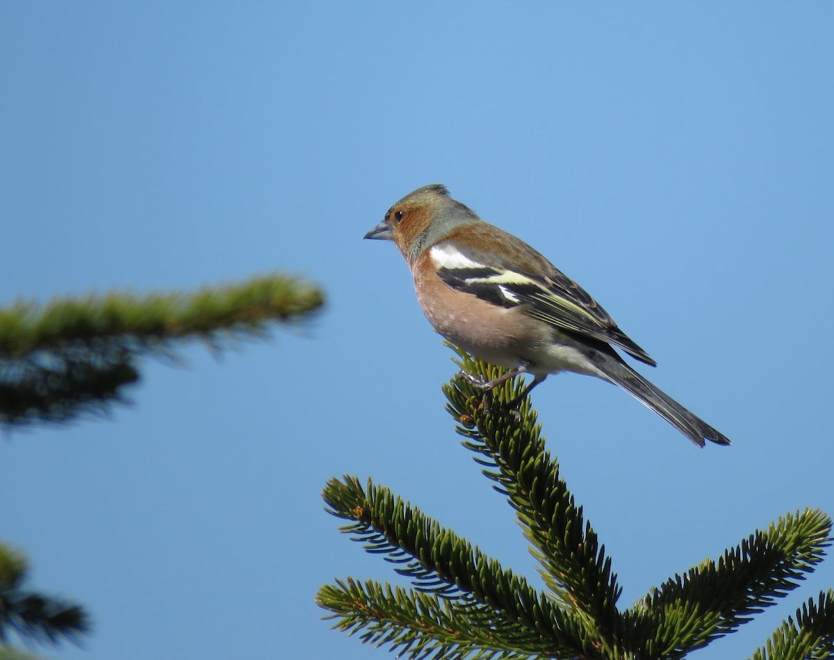 Chaffinch