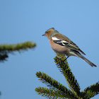 Chaffinch