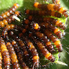 Flag moth caterpillar