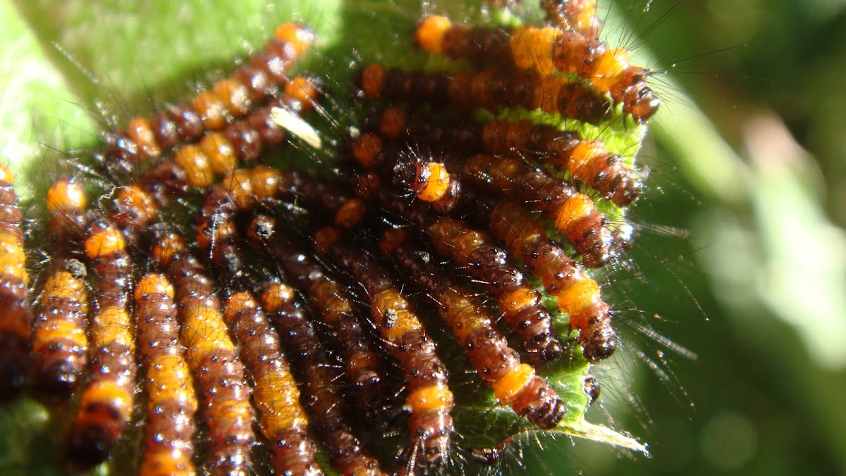 Flag moth caterpillar